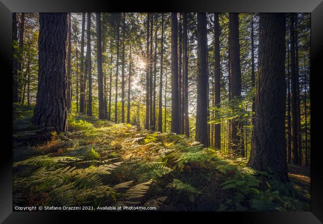 Acquerino nature reserve forest. Trees and ferns in the morning. Framed Print by Stefano Orazzini