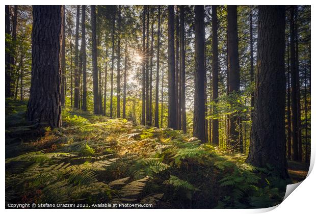 Acquerino nature reserve forest. Trees and ferns in the morning. Print by Stefano Orazzini