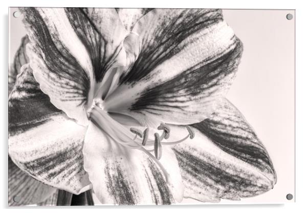 Amaryllis Acrylic by Mark Godden