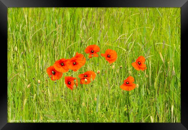 Poppies growing wild in grass meadow Framed Print by Allan Bell
