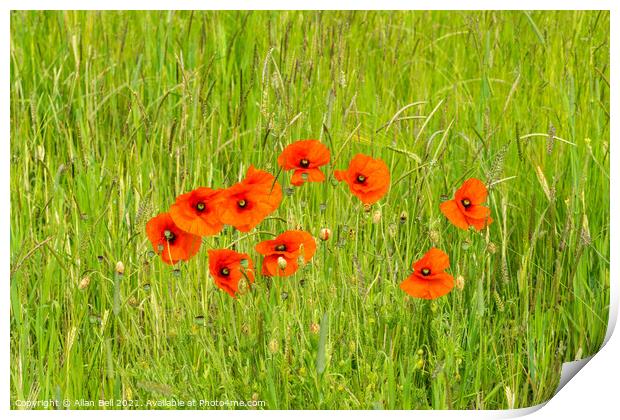 Poppies growing wild in grass meadow Print by Allan Bell