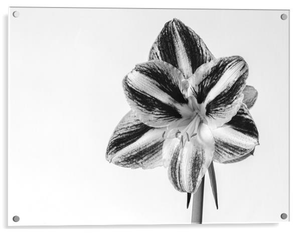 Amaryllis in monochrome Acrylic by Mark Godden