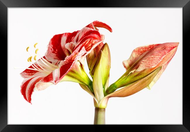 Amaryllis Framed Print by Mark Godden