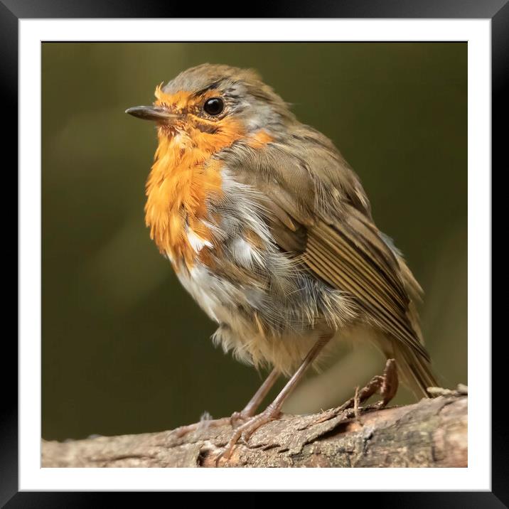 Windswept Robin Red Breat Framed Mounted Print by Jonathan Thirkell