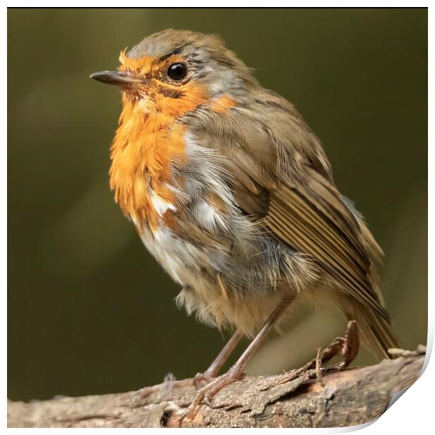 Windswept Robin Red Breat Print by Jonathan Thirkell