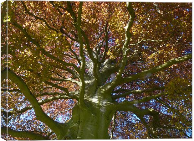 Copper Beech Canvas Print by Hannah Scriven