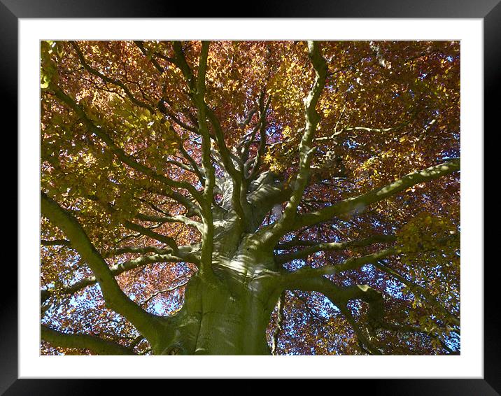 Copper Beech Framed Mounted Print by Hannah Scriven