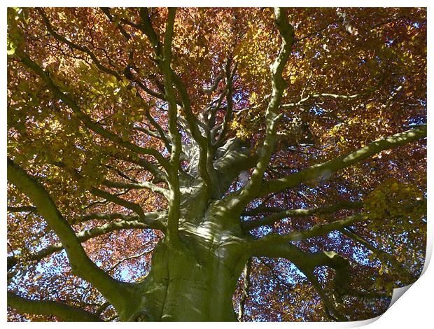 Copper Beech Print by Hannah Scriven