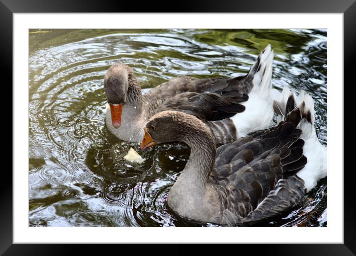 Two  ducks in a river Framed Mounted Print by Jose Manuel Espigares Garc
