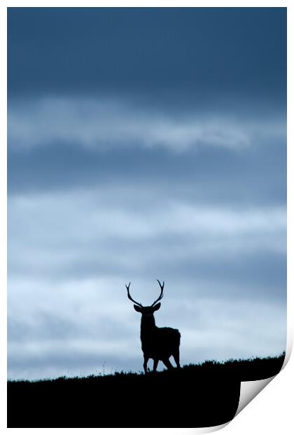 Stag Silhouette  Print by Macrae Images