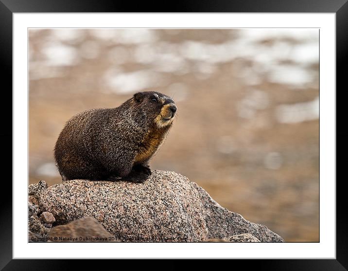 A marmot on a rock in the Mt. Evans area of Colora Framed Mounted Print by Nataliya Dubrovskaya