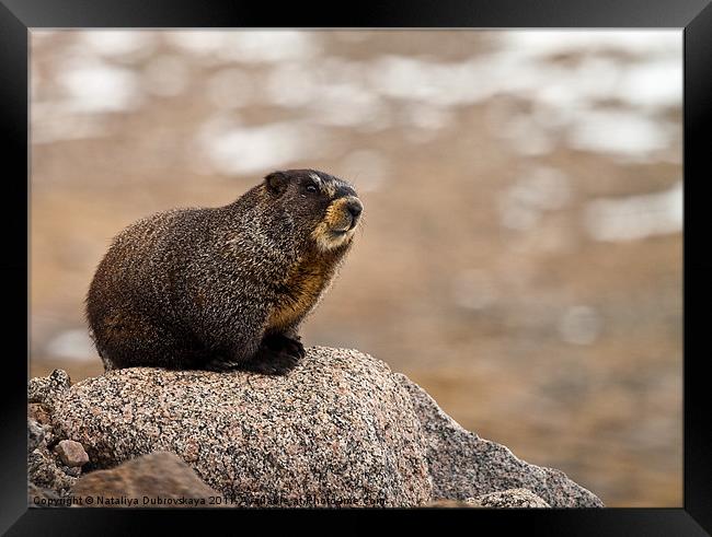 A marmot on a rock in the Mt. Evans area of Colora Framed Print by Nataliya Dubrovskaya