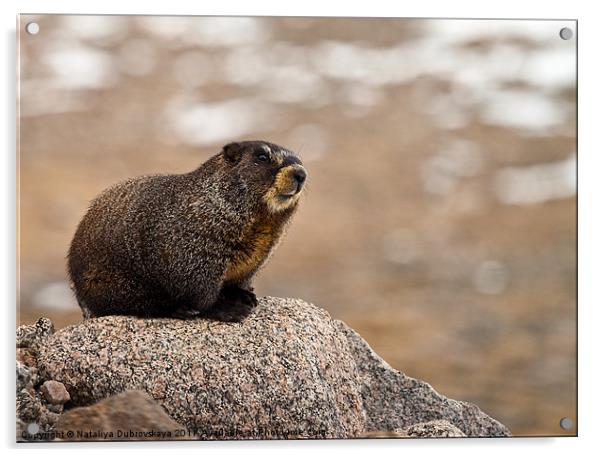 A marmot on a rock in the Mt. Evans area of Colora Acrylic by Nataliya Dubrovskaya