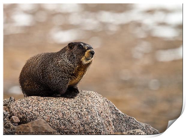 A marmot on a rock in the Mt. Evans area of Colora Print by Nataliya Dubrovskaya