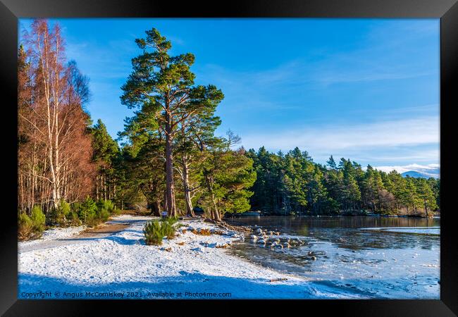 Loch an Eilein forest walk winter Framed Print by Angus McComiskey