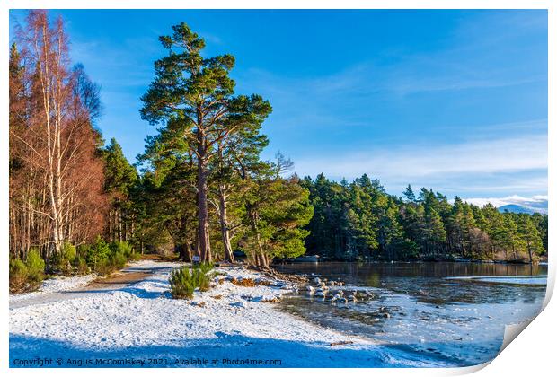 Loch an Eilein forest walk winter Print by Angus McComiskey