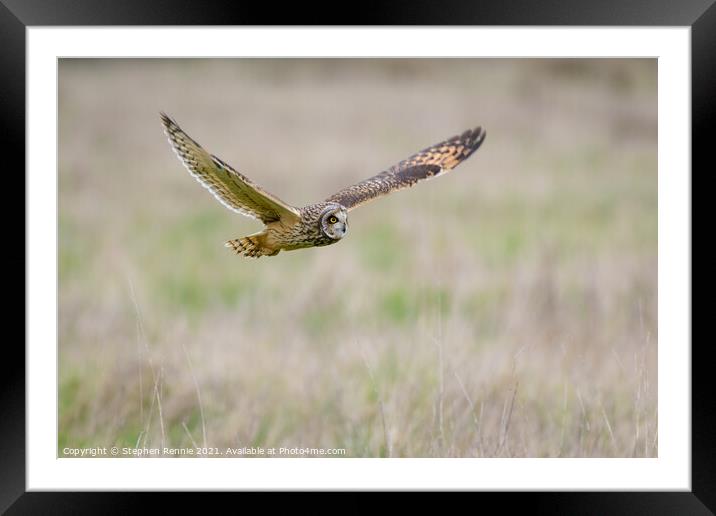 Short eared Owl flying over grass field Framed Mounted Print by Stephen Rennie