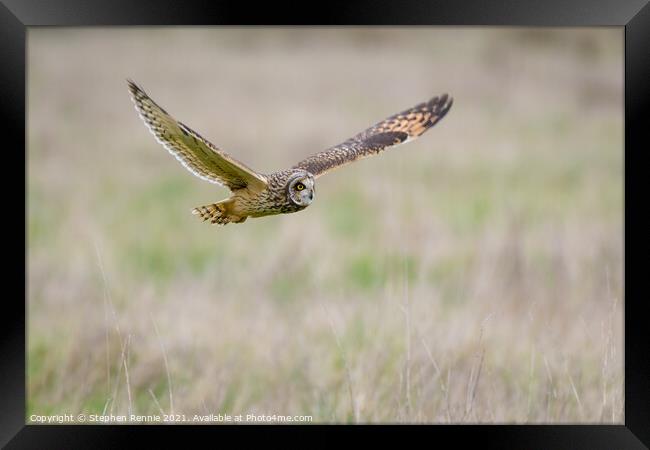 Short eared Owl flying over grass field Framed Print by Stephen Rennie