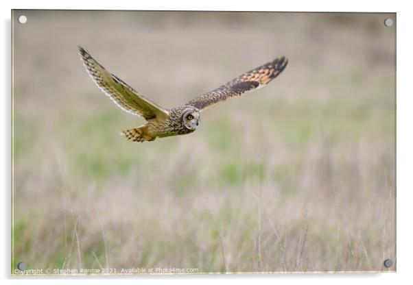 Short eared Owl flying over grass field Acrylic by Stephen Rennie