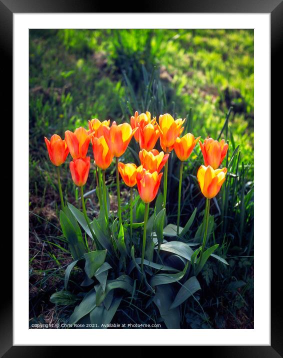 Tulips, Orange and yellow  Framed Mounted Print by Chris Rose