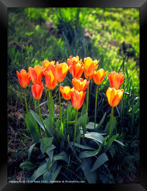 Tulips, Orange and yellow  Framed Print by Chris Rose