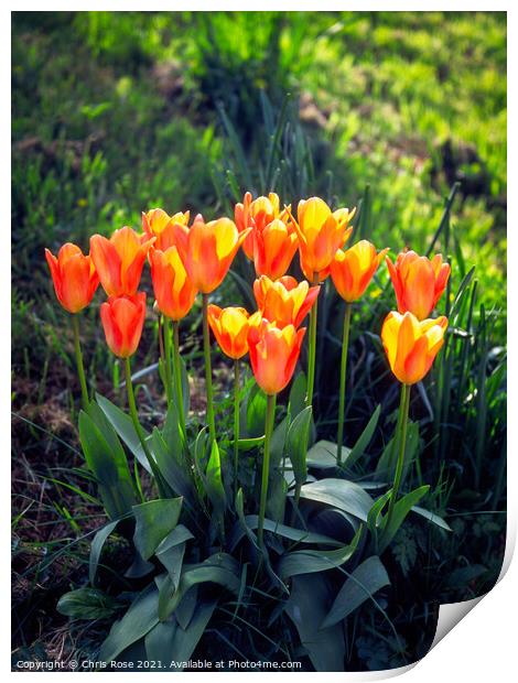 Tulips, Orange and yellow  Print by Chris Rose
