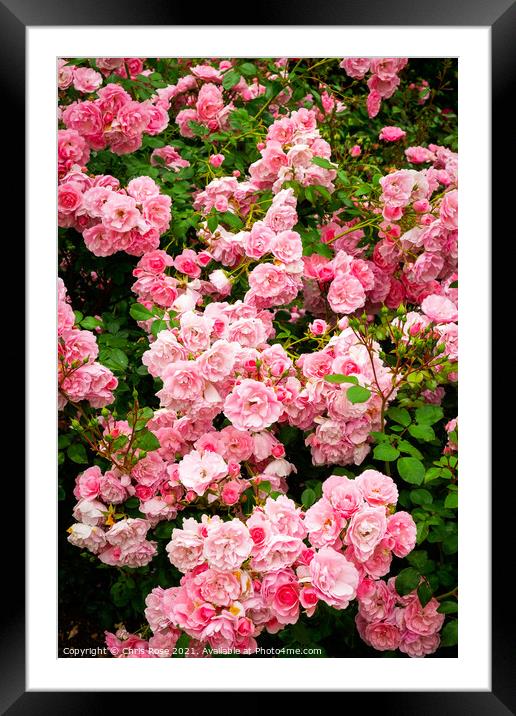 Pink rose flowers Framed Mounted Print by Chris Rose