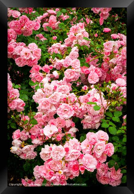 Pink rose flowers Framed Print by Chris Rose