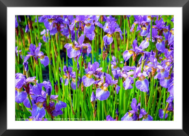 Iris flowers Framed Mounted Print by Chris Rose