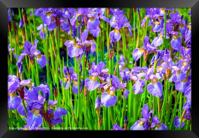 Iris flowers Framed Print by Chris Rose