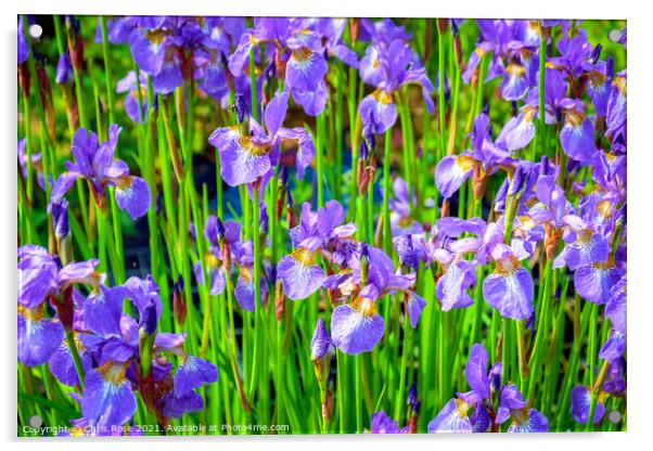 Iris flowers Acrylic by Chris Rose