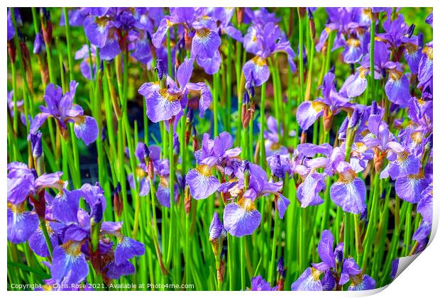 Iris flowers Print by Chris Rose