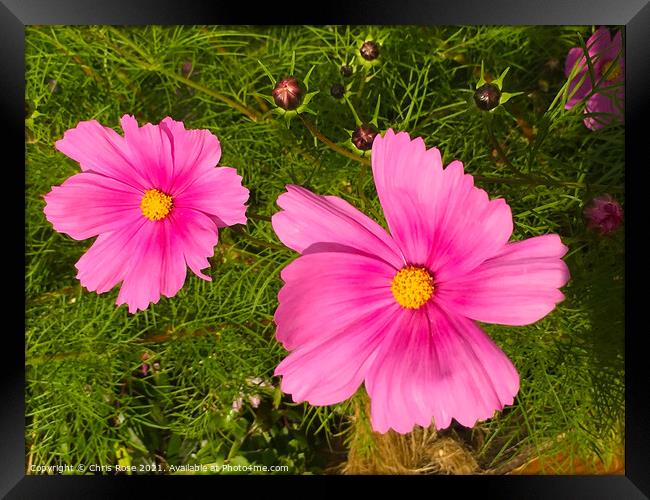 Pink Cosmos Framed Print by Chris Rose
