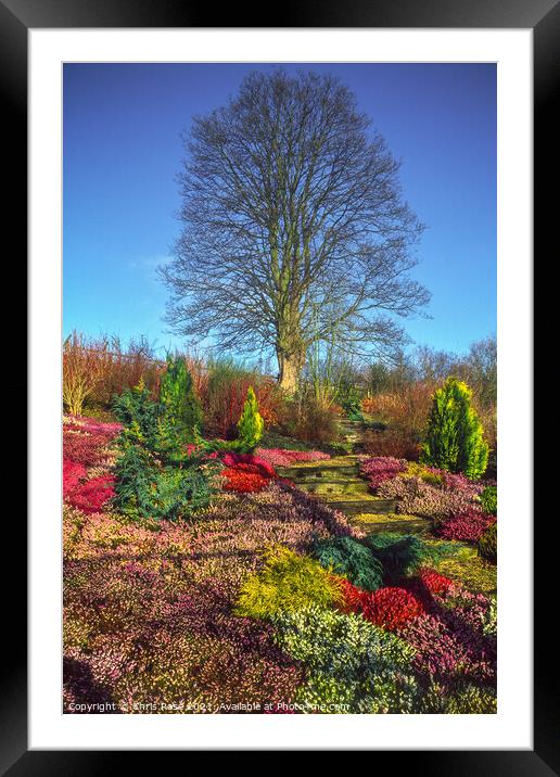 Winter garden heathers Framed Mounted Print by Chris Rose