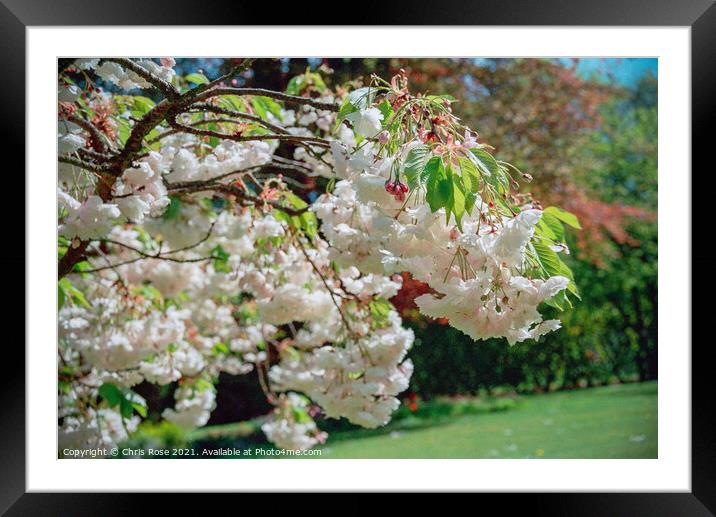 Flowering cherry Framed Mounted Print by Chris Rose