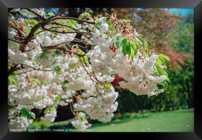 Flowering cherry Framed Print by Chris Rose