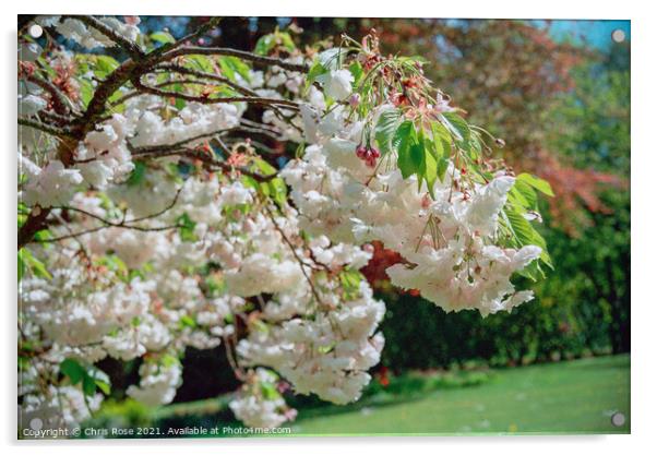 Flowering cherry Acrylic by Chris Rose