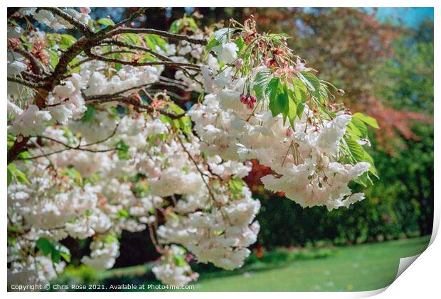 Flowering cherry Print by Chris Rose