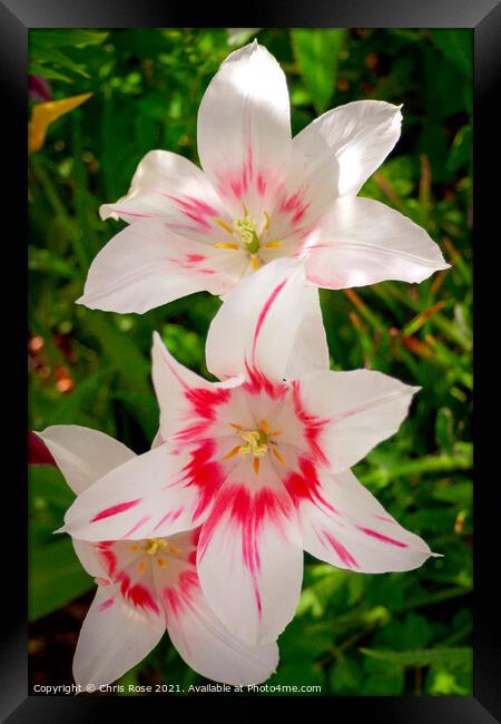 Lily flowers Framed Print by Chris Rose