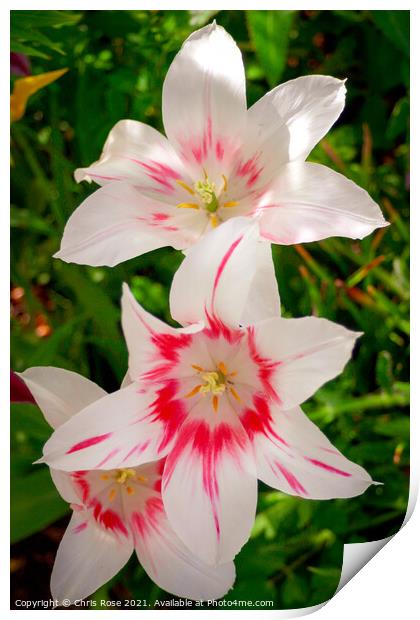 Lily flowers Print by Chris Rose