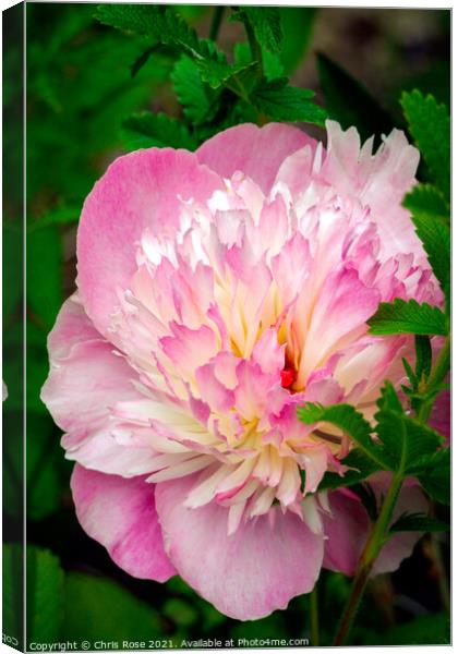 A pink Peony flower Canvas Print by Chris Rose