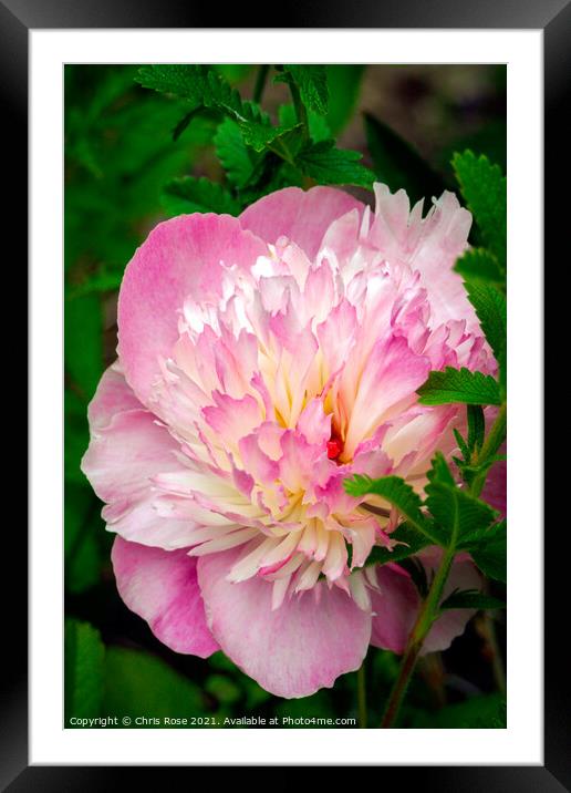 A pink Peony flower Framed Mounted Print by Chris Rose