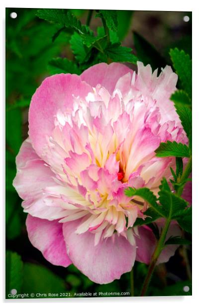 A pink Peony flower Acrylic by Chris Rose