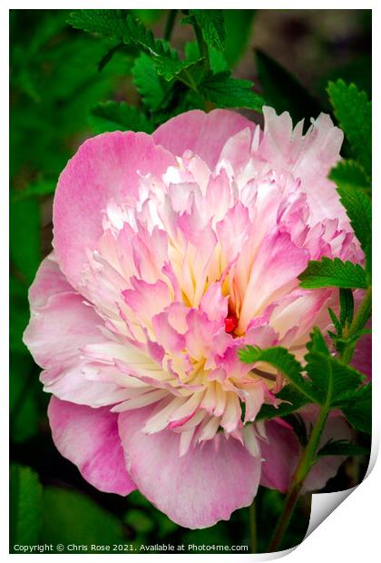 A pink Peony flower Print by Chris Rose