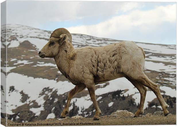 Big horn sheep on the tundra at Mt. Evans in Color Canvas Print by Nataliya Dubrovskaya