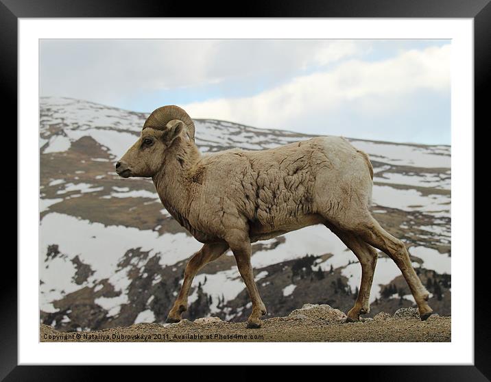Big horn sheep on the tundra at Mt. Evans in Color Framed Mounted Print by Nataliya Dubrovskaya