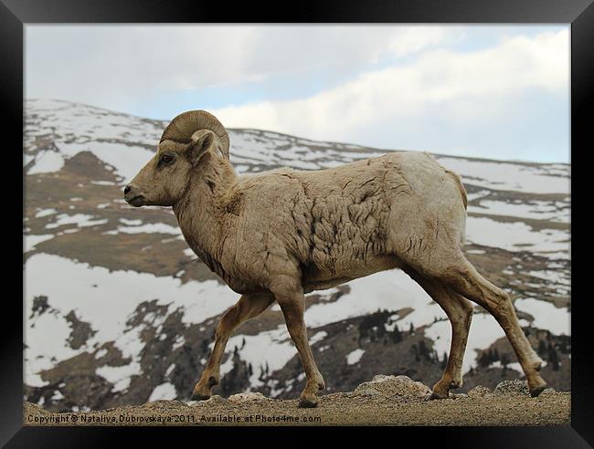 Big horn sheep on the tundra at Mt. Evans in Color Framed Print by Nataliya Dubrovskaya