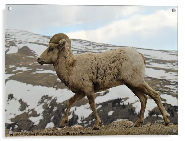 Big horn sheep on the tundra at Mt. Evans in Color Acrylic by Nataliya Dubrovskaya