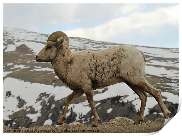 Big horn sheep on the tundra at Mt. Evans in Color Print by Nataliya Dubrovskaya