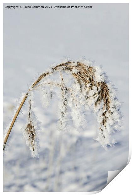 Hoarfrost and Snow over Common Reed Print by Taina Sohlman